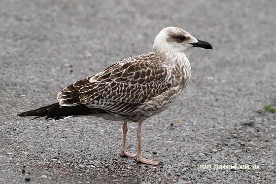 Mittelmeermöwe - Copyright Stefan Pfützke