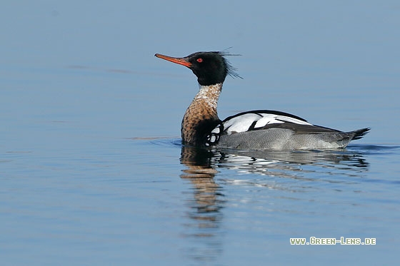 Mittelsäger - Copyright Stefan Pfützke