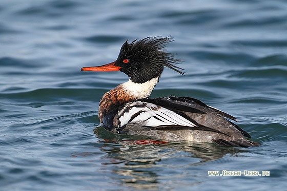 Mittelsäger - Copyright Stefan Pfützke