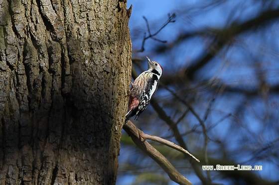 Mittelspecht - Copyright Stefan Pfützke