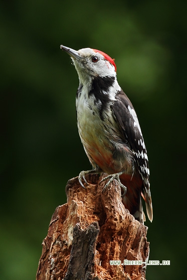 Mittelspecht - Copyright Stefan Pfützke