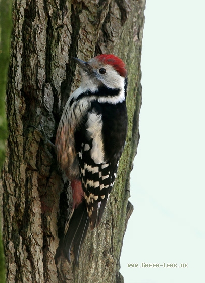 Mittelspecht - Copyright Stefan Pfützke