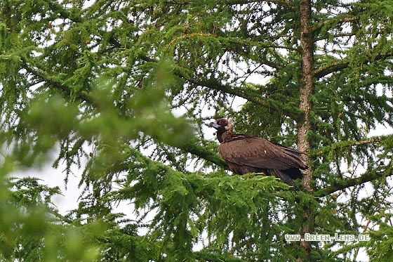 Mönchsgeier - Copyright 