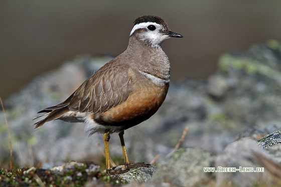 Mornellregenpfeifer - Copyright Stefan Pfützke