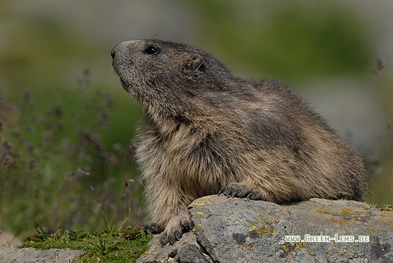 Alpenmurmeltier - Copyright Christian Gelpke