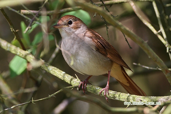 Nachtigall - Copyright Stefan Pfützke