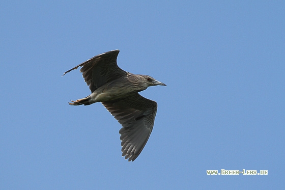 Nachtreiher - Copyright Stefan Pfützke