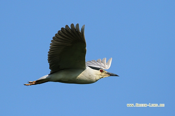 Nachtreiher - Copyright Stefan Pfützke