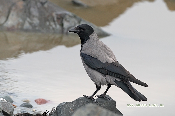 Nebelkrähe - Copyright Stefan Pfützke