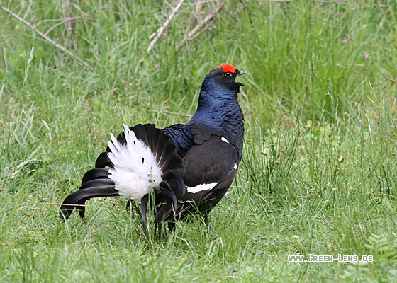 Birkhuhn - Copyright Christoph Moning