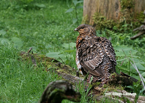 Auerhuhn - Copyright Christoph Moning