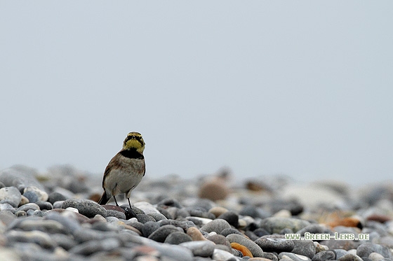 Ohrenlerche - Copyright Stefan Pfützke