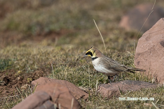 Ohrenlerche - Copyright Mathias Putze