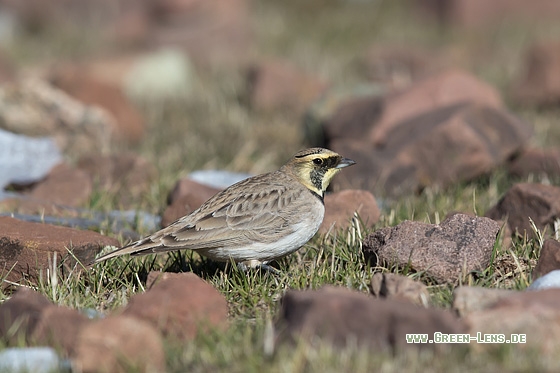 Ohrenlerche - Copyright Mathias Putze