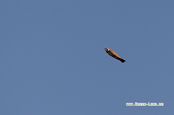 Ohrenlerche - Copyright Mathias Putze