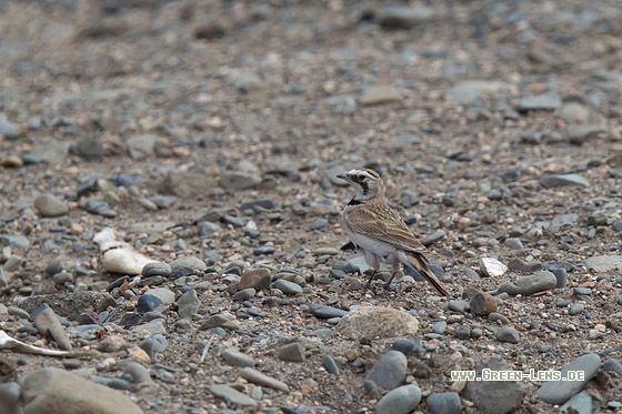 Ohrenlerche - Copyright Mathias Putze