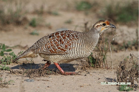 Wachtelfrankolin - Copyright Stefan Pfützke