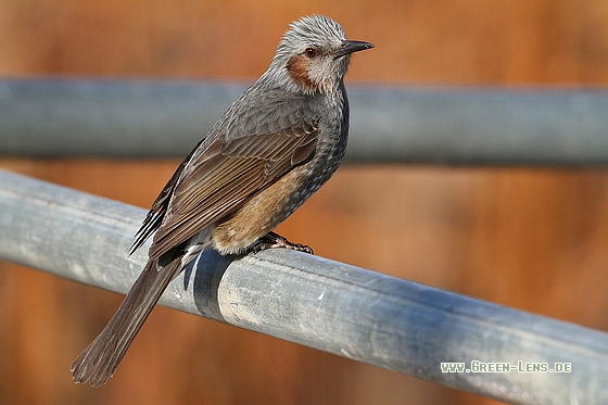 Orpheusbülbül - Copyright Stefan Pfützke