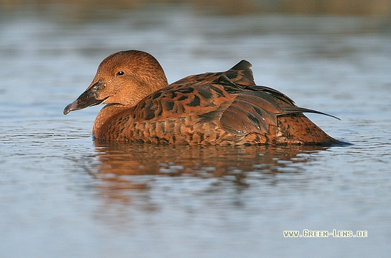 Prachteiderente - Copyright Stefan Pfützke