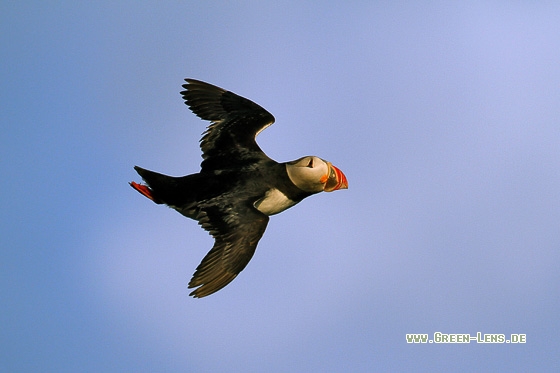 Papageitaucher - Copyright Stefan Pfützke