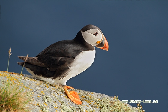 Papageitaucher - Copyright Stefan Pfützke