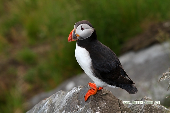 Papageitaucher - Copyright Stefan Pfützke