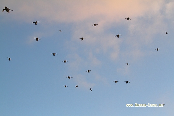 Papageitaucher - Copyright Stefan Pfützke