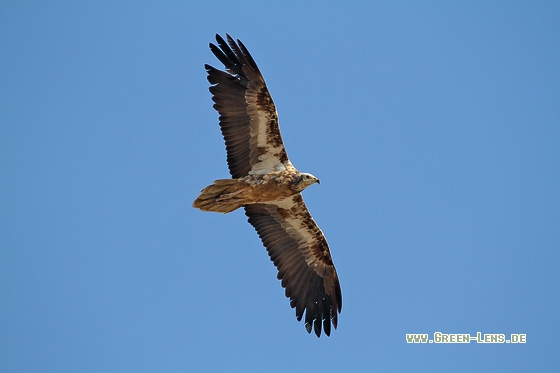 Schmutzgeier - Copyright Stefan Pfützke