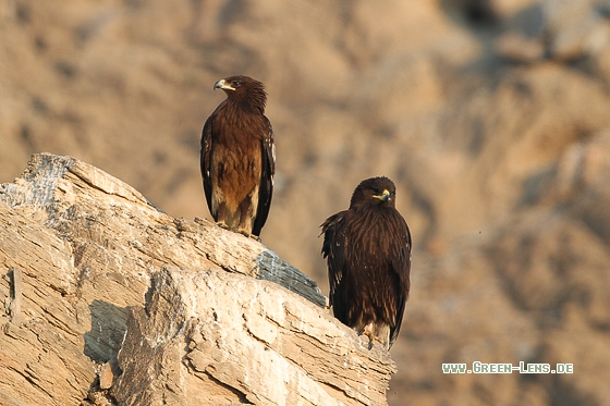 Schelladler - Copyright Stefan Pfützke