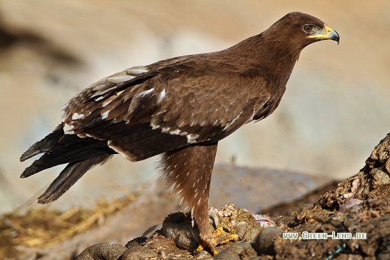 Schelladler - Copyright Stefan Pfützke