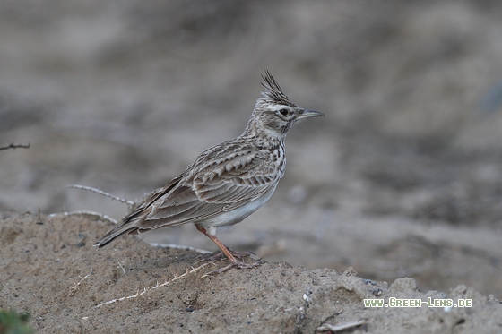 Haubenlerche - Copyright Stefan Pfützke