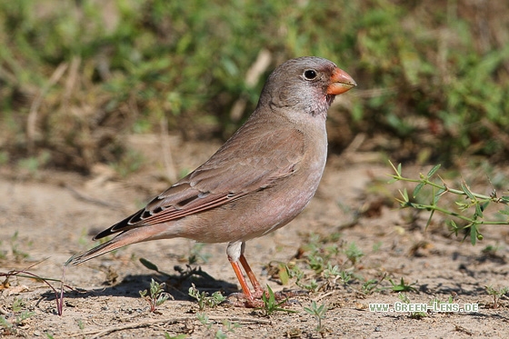Wüstengimpel - Copyright Stefan Pfützke