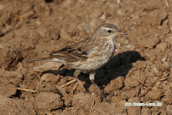Bergpieper - Copyright Stefan Pfützke