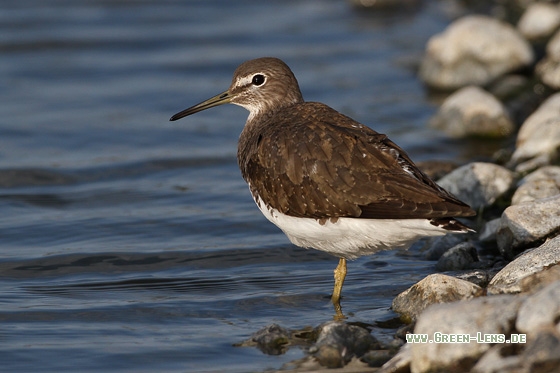 Waldwasserläufer - Copyright Stefan Pfützke