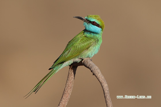 Smaragdspint - Copyright Stefan Pfützke