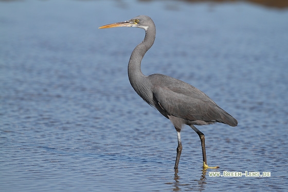 Küstenreiher - Copyright Stefan Pfützke