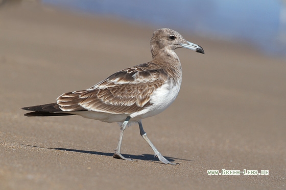 Hemprichmöwe - Copyright Stefan Pfützke