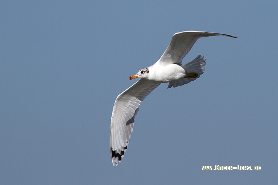 Fischmöwe - Copyright Stefan Pfützke