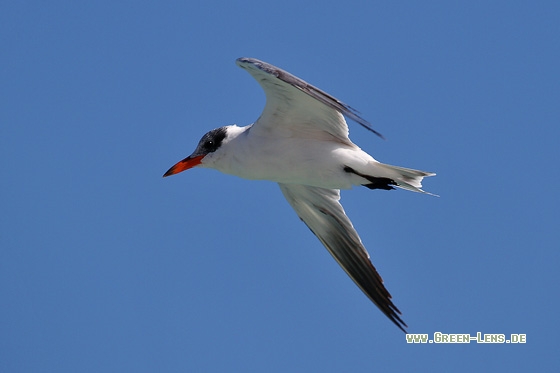 Raubseeschwalbe - Copyright Stefan Pfützke