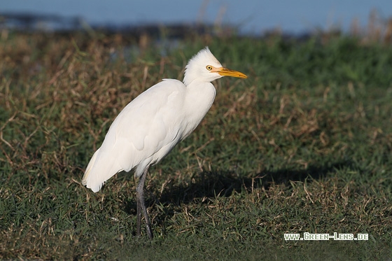 Kuhreiher - Copyright Stefan Pfützke