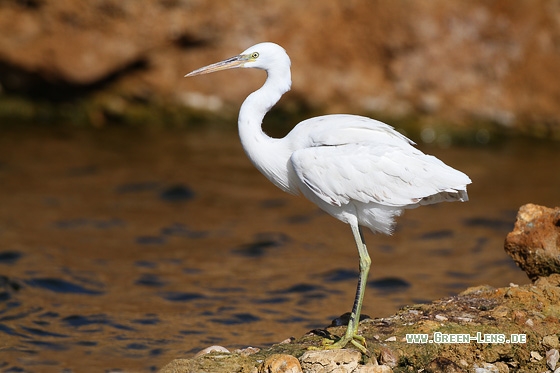 Küstenreiher - Copyright Stefan Pfützke