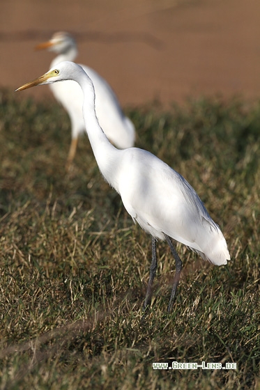 Mittelreiher - Copyright Stefan Pfützke