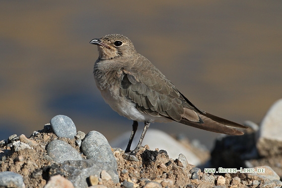 Schwarzflügel-Brachschwalbe - Copyright Stefan Pfützke
