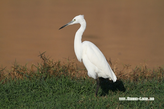 Seidenreiher - Copyright Stefan Pfützke
