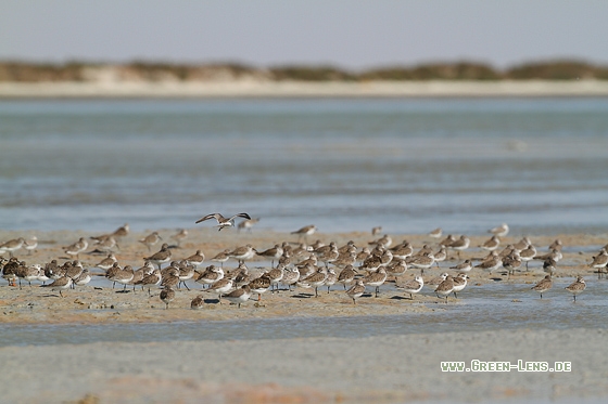 Sichelstrandläufer - Copyright Stefan Pfützke