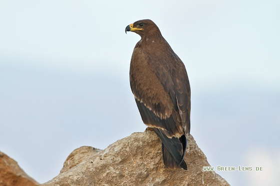 Steppenadler - Copyright Stefan Pfützke
