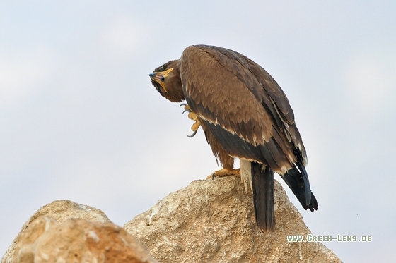 Steppenadler - Copyright Stefan Pfützke