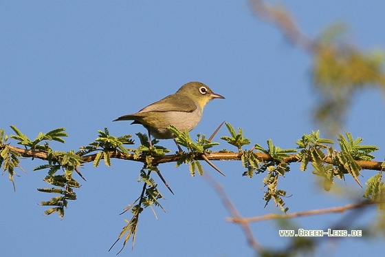 Somalibrillenvogel - Copyright Stefan Pfützke