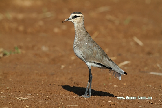 Steppenkiebitz - Copyright Stefan Pfützke