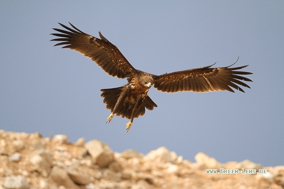 Schelladler - Copyright Stefan Pfützke